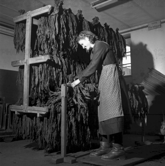 Producing cigars, 1952
