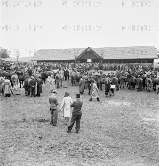 42nd MarchéConcours Saignelégier, Marktring, 1945