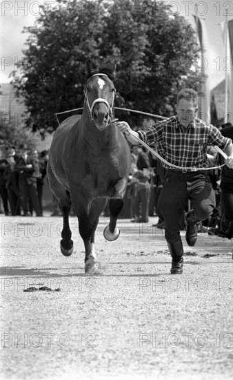 63rd Marché Concours Saignelégier, 1966