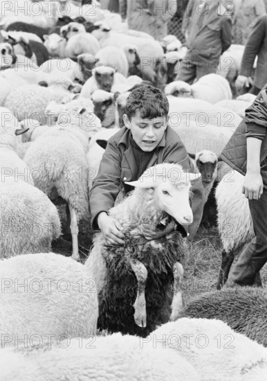 Sheep shearing in Riffenmatt, 1969