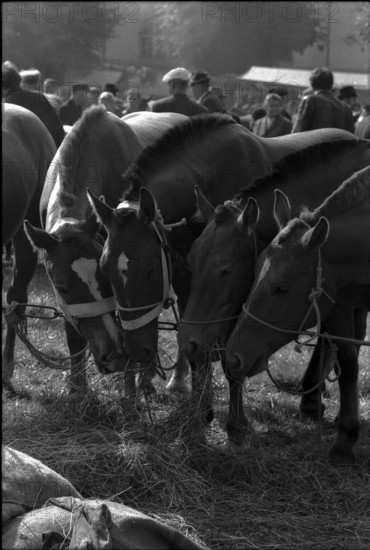 Horse market of ChaindonReconvilier, 1969