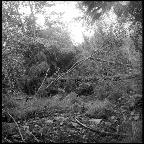 Gurnigelwald landslide area, forest damage, 1951