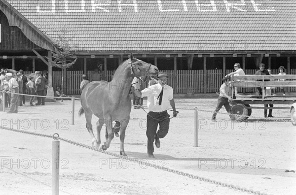 69th Marché Concours Saignelégier, 1972