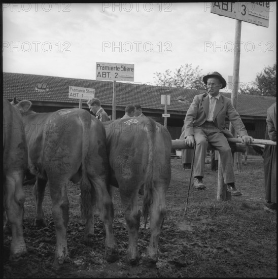 Farmer with young animals at the Zug breeding bull market in 1954