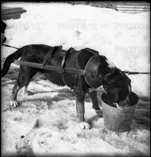Sled dog of the Swiss mountain troops, 1940