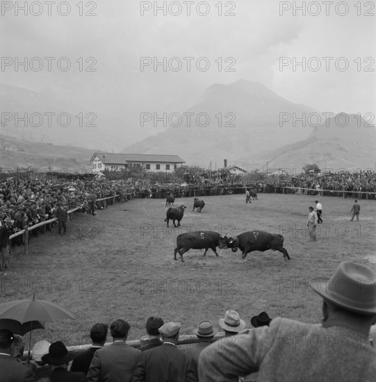 Cow fights in Valais, 1957