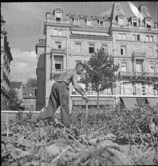 Potato field, potato harvest; Sechseläutenwiese; 1942