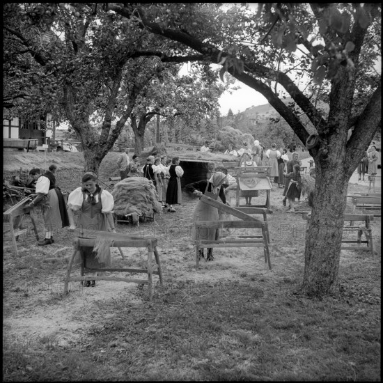 Brächete, breaking flax in Zäziwil, 1956