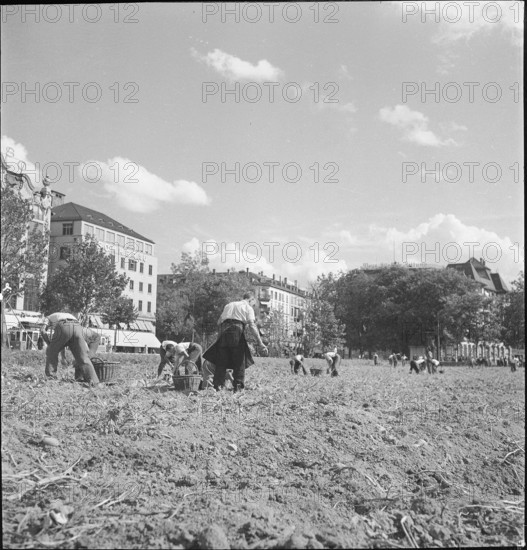 Potato field, potato harvest; Sechseläutenwiese; 1942