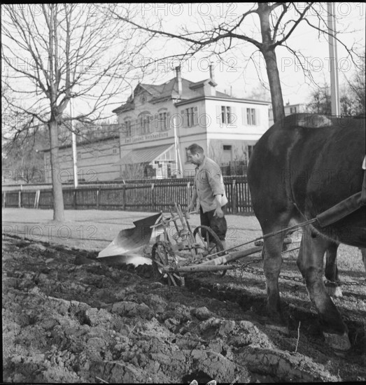 Additional agricultural production in the city; 1941