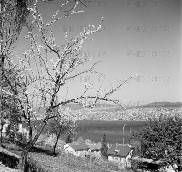 Municipality on Lake Zurich, 1946