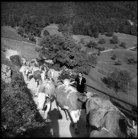 Alpine descent in the Justistal, 1958