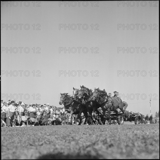 50th MarchéConcours Saignelégier, fourinhand, 1953