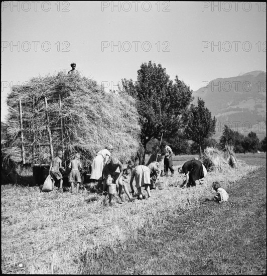 Harvesting ears of grain; gleaning, hay wagon, haystack; 1945