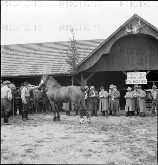 42nd MarchéConcours Saignelégier, demonstration, 1945