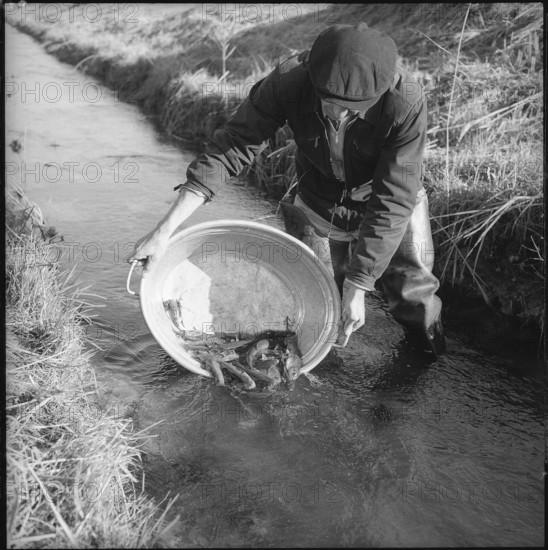 Electrofishing, sewer in Valais 1956