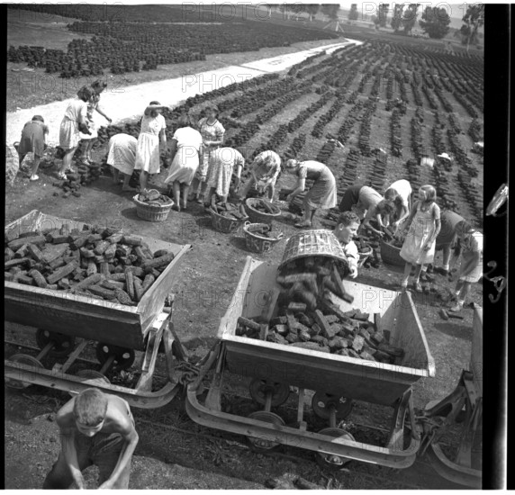 Peat mining during World War II, Ins Anet 1942