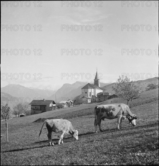 Cows in the pasture, Eischoll, 1945