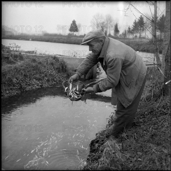Cyanide poisons fish farm near Studen in 1955