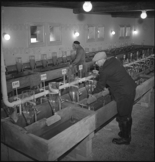 Fish hatchery of the canton of Neuchâtel near Colombier, breeding tank 1948