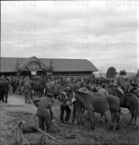 38th MarchéConcours Saignelégier, horse market, 1941