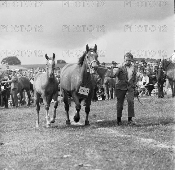 61st Marché Concours Saignelégier, 1964