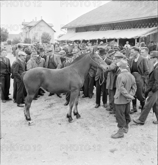 42nd MarchéConcours Saignelégier, horse market, 1945