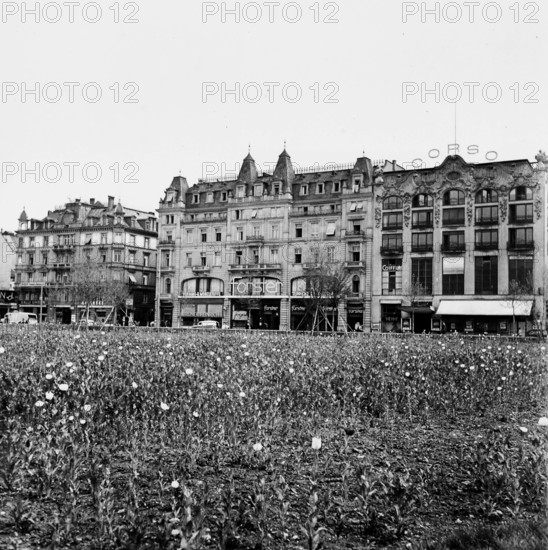 Field, blooming opium poppies on the Sechseläutenwiese; 1941