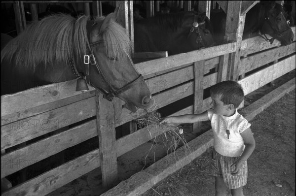 59th MarchéConcours Saignelégier, horse in the stable, 1962