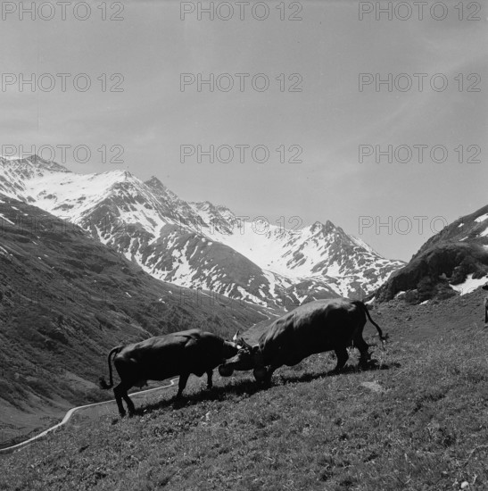 Cow fight on the Alp, 1955