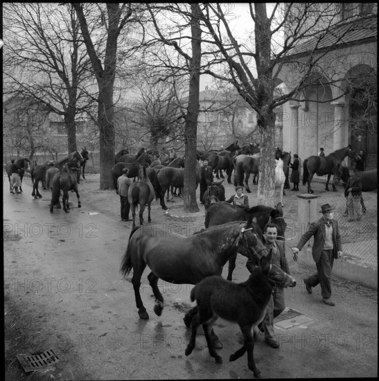 Horse blessing in Turtmann, 1956