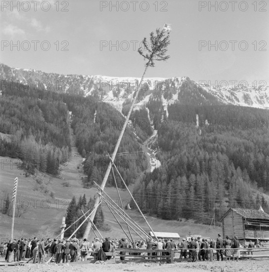 Erection of the Maypole in PrazdeFort, 1954