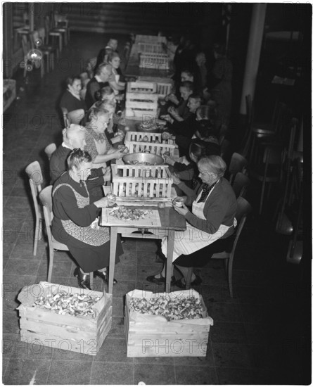 Women preparing fruit for drying, 1946