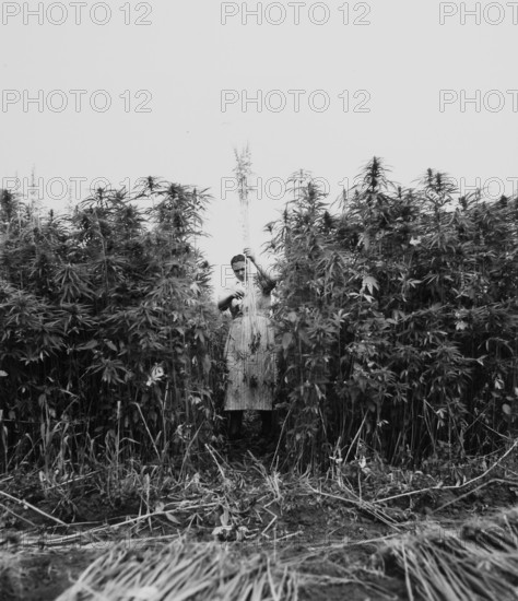 Farmer's wife harvesting hemp in 1942