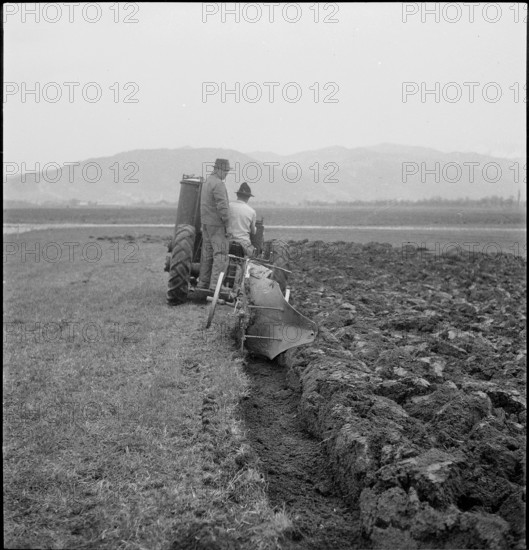 WW 2: crop growing, cereal cultivation, Thunerallmend 1943.