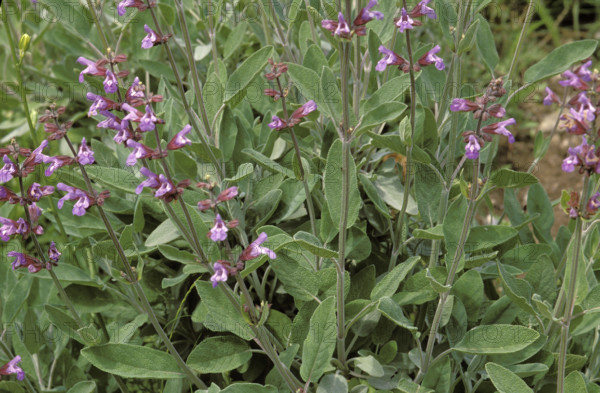 Floweirng sage.