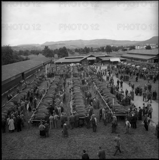 Busy activity at the breeding bull market Zug 1962.
