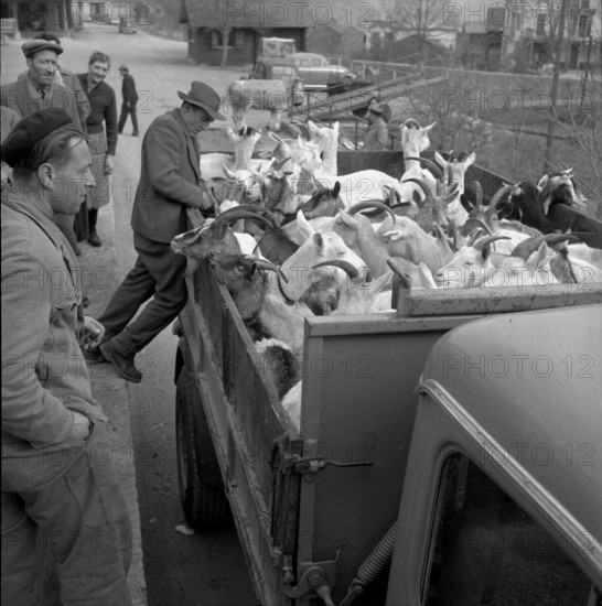 Goats infected by the malta fever in the Ferret valley, 1958.