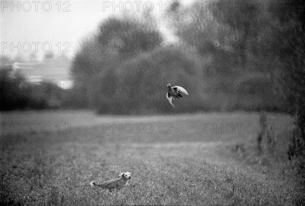Dog hunting partridge 1969.