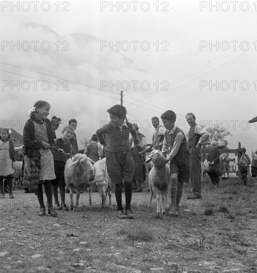 Separation of the sheep in autumn, 1941.
