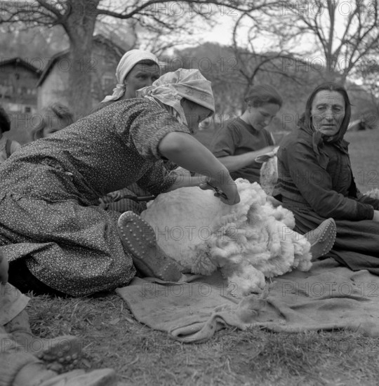 Sheep shearing in Valais, 1944.