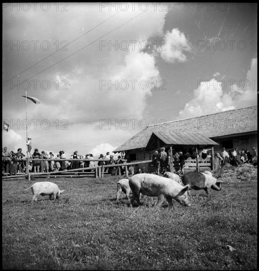 Pigs on the mountain pasture, Switzerland, 1940.