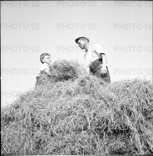 WW2 : farming camp; harvesting hay, haystack, 1942.