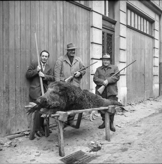 Killed wild boar near Coppet, 1954.