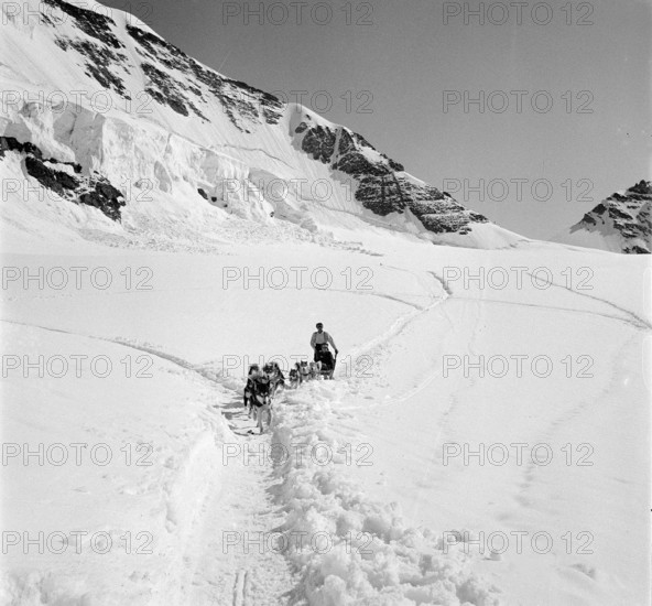 Jungfraujoch 1942: man and sledge dogs.