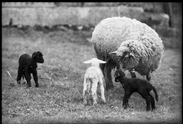 Ewe and paschal lambs 1975.