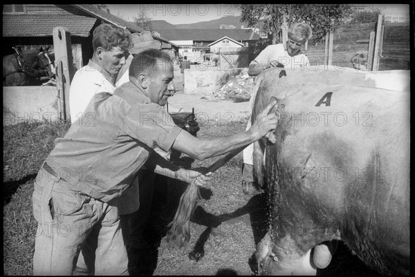 Farmers with animals at breeding bull market in Berne 1966.
