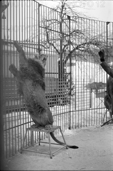Lions training 1969.