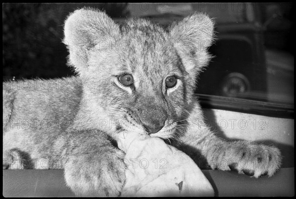 Young lion 1970.