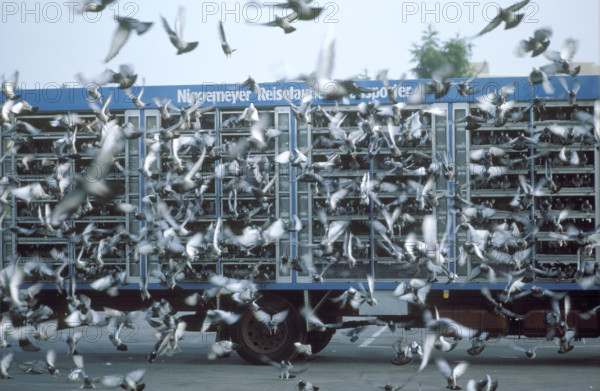 Take off of carrier pigeons from a van, 1984.